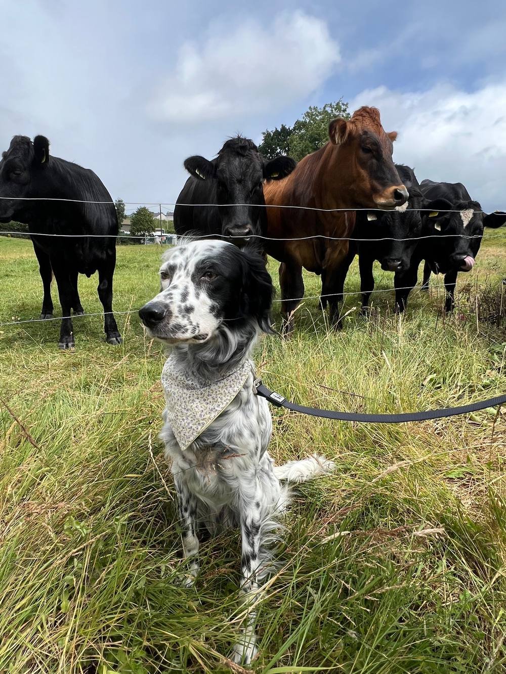 Sydney the Llewellin Setter in a Póg Mo Paw bandana, with a herd of curious cows behind her