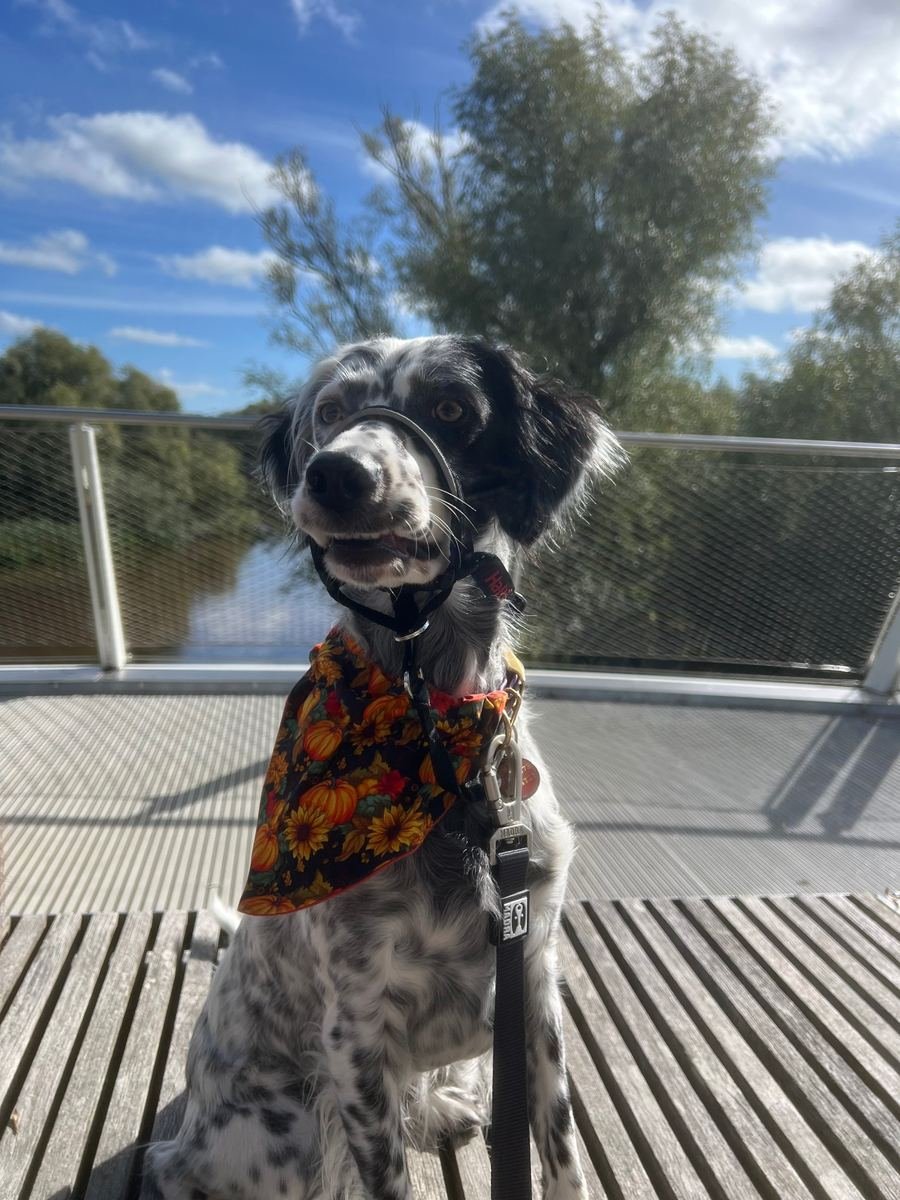 Sydney wearing the Pumpkin Patch bandana on a riverside walk